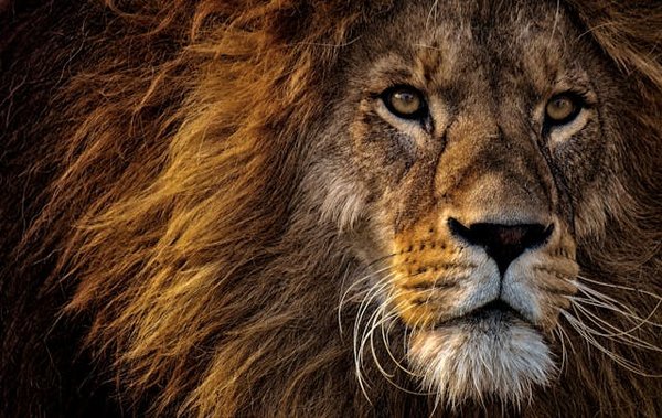 Comment organiser un camping pour observer les lions dans les savanes africaines?