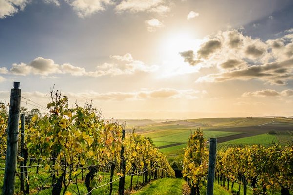 Comment organiser des vacances en Toscane avec des cours de cuisine et des visites de vignobles?